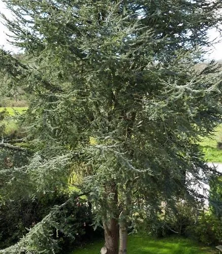 Bed and breakfast Le Suiss - Santorin Le Vicel